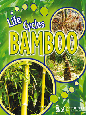 cover image of Bamboo